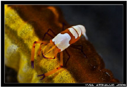 Emperor shrimp on sea cucumber I love those guys  Canon 3... by Yves Antoniazzo 